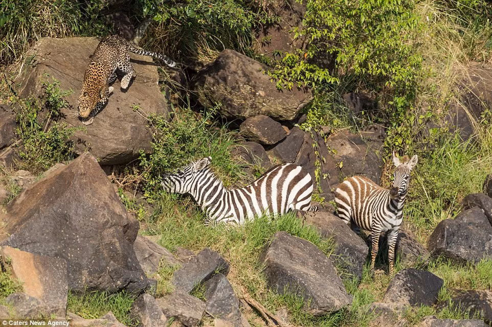 Nó chỉ không ngờ, tránh vỏ dưa gặp vỏ dừa, khi vừa lên bờ chưa khô chân, tưởng thoát khỏi hàm cá sấu, con ngựa lại rơi vào nanh vuốt của một con báo đốm khát máu.
