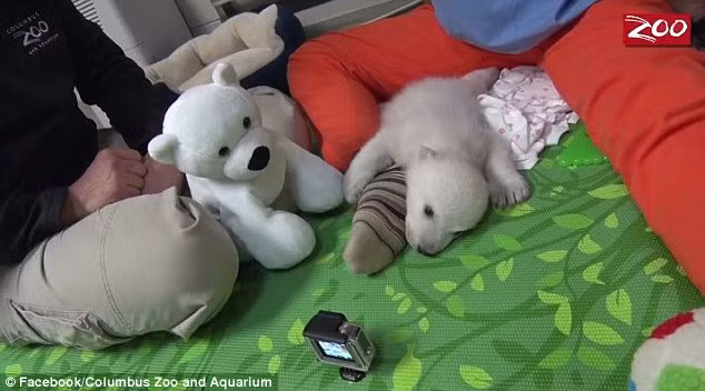 Khi mới được đưa đến bệnh viện để phục hồi sức khỏe, cô gấu Bắc cực con suy kiệt và và thiếu dinh dưỡng đến nỗi chỉ nặng chưa đầy 3 lạng.