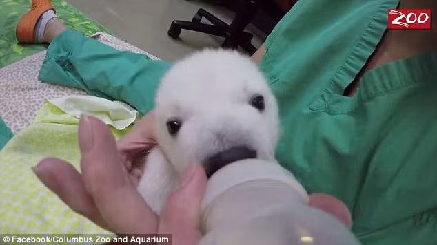 Nó sẽ không bao giờ biết rằng con gái của mình lại mạnh mẽ đến vậy. Thiếu đi tình thương của mẹ, bị đói khát trong thời gian dài nhưng cô gấu con này vẫn gắng gượng, đấu tranh để được sống.