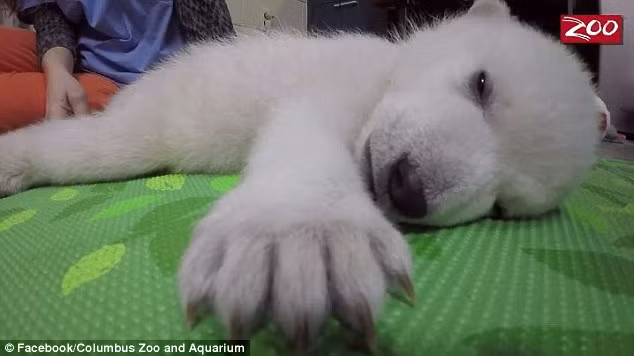 Thiếu vắng tình yêu của mẹ, khi ngủ, cô gấu con thường ôm gấu bông để tìm sự an ủi, vỗ về. Sự kiên cường và lòng ham sống của cô gấu con đã truyền cảm hứng cho nhiều người, cũng khiến cho nhiều người không khỏi cảm thương cảm và xót xa.