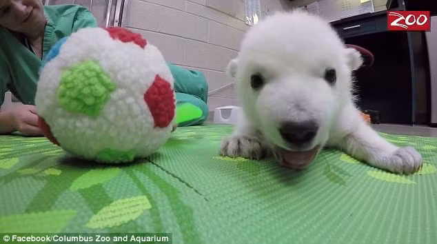 Aurora, mẹ của cô gấu con đã làm rất tốt trong 5 đến 6 ngày đầu tiên khi con gái mình ra đời. Không ai hiểu lý do Aurora bỏ rơi con của mình, lạnh lùng một đi không trở lại.