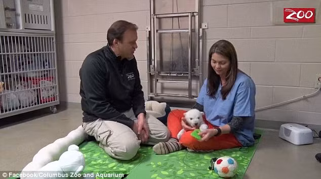 Sau một thời gian quan sát, nhân viên vườn thú đã quyết định phải can thiệp, nhận nuôi nấng, dạy dỗ cô gấu Bắc cực mồ côi này.