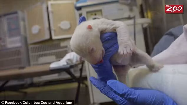 Sau khi được chăm sóc kỹ lưỡng, nuôi bằng sữa bột dành riêng cho gấu Bắc cực, hiện tại cô gấu con đã nặng được hơn 3kg, dài 43,18cm.