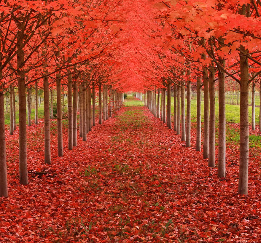 11. Đường hầm cây gỗ thích, Oregon.