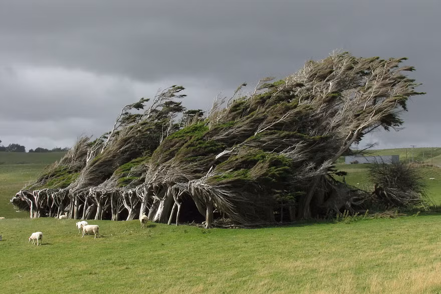 4. Cây "theo chiều gió" hay còn gọi là cây xuôi bão ở Slope Point, phía Nam của New Zealand. Những cây này chỉ có thể phát triển xuôi theo chiều gió thổi bởi chúng liên tục phải hứng chịu những trận gió cực mạnh.