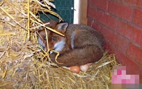 Ky la chu cao len vao chuong ga de... ap trung-Hinh-2