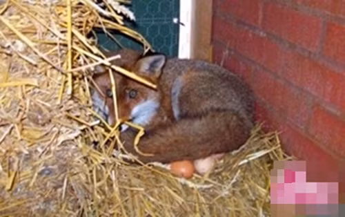 Ky la chu cao len vao chuong ga de... ap trung-Hinh-2