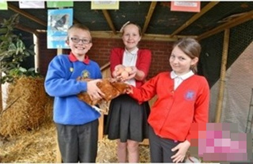 Ky la chu cao len vao chuong ga de... ap trung-Hinh-3