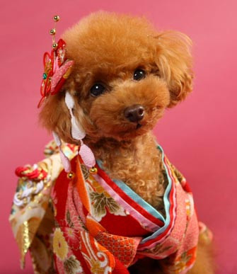 Không chỉ có màu sắc quần áo, những phụ kiện đi kèm trang phục cầu kỳ này cũng tinh xảo và có màu sắc bắt mắt không kém.