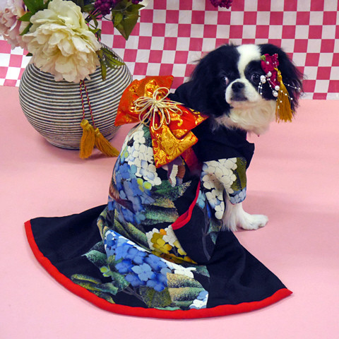 Cho chó cưng mặc kimono đã một trong những sở thích của những người nuôi chó ở Nhật Bản.