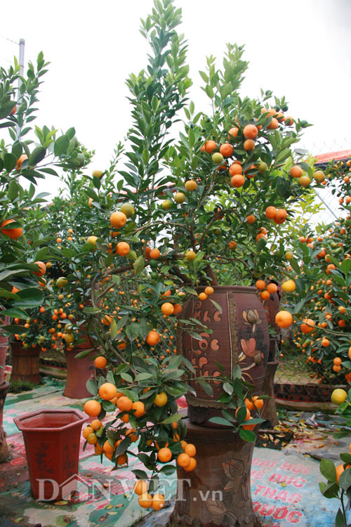 Quất bonsai thế rồng xanh cuốn núi