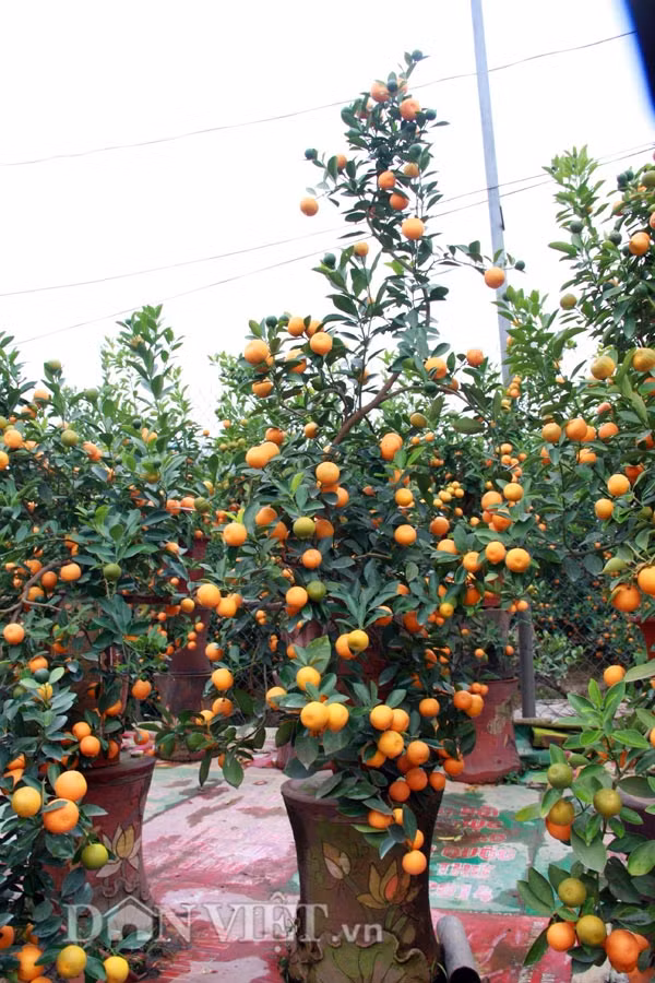 Thế long đàn phượng vũ