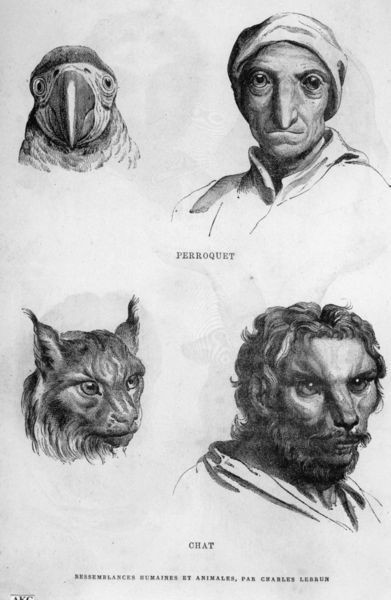 Trong ảnh là bộ dáng của con người khi tiến hóa từ chim vẹt và linh miêu.