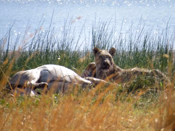 Săn mồi thành công, sư tử cái vẫn cảnh giác nhìn xung quanh trước khi thưởng thức bữa thịt của mình.