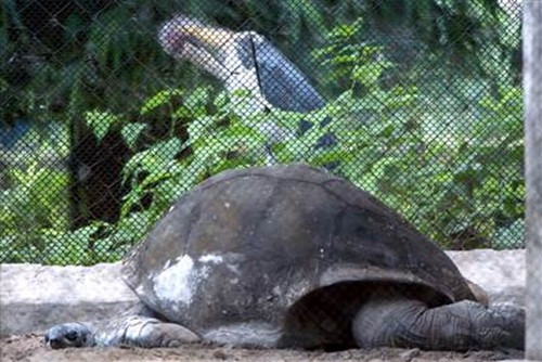 Thông tin chưa được xác nhận chính thức nên cụ rùa Adwaita vẫn ngậm ngùi đứng ngoài danh sách kỷ lục Guinness về tuổi thọ của loài rùa.