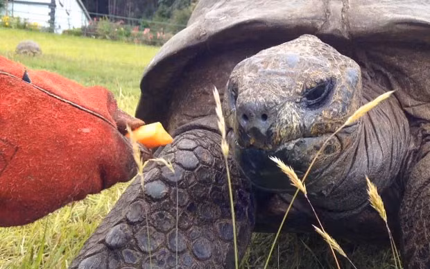 Jonathan hiện đã bị mù, khứu giác cũng bị hỏng nhưng thính giác còn khá nhạy bén, cụ rùa này vẫn nghe khá tốt. Được chăm sóc kỹ lưỡng, cụ rùa Jonathan vẫn còn sức khỏe để "yêu" ba nàng rùa trẻ khác.