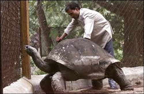 Tiếp theo là cụ rùa Adwaita, một con rùa thuộc giống rùa khổng lồ trường thọ Aldabra.