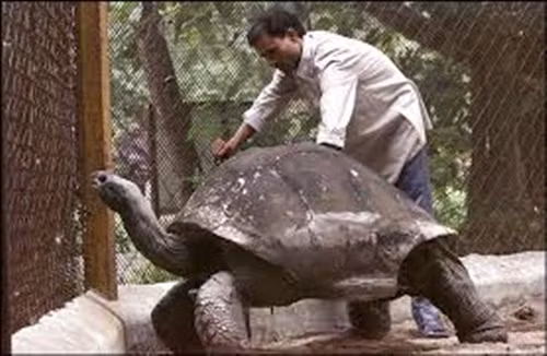 Tiếp theo là cụ rùa Adwaita, một con rùa thuộc giống rùa khổng lồ trường thọ Aldabra.