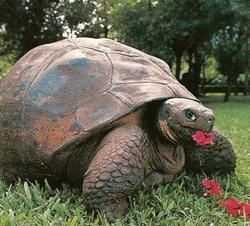 Những câu chuyện xung quanh cuộc đời kéo dài gần hai thế kỷ của cụ rùa Harriet truyền cảm hứng cho nhiều người. Một nhà văn người Hàn Quốc đã dựa trên hình ảnh của cụ rùa Harriet và sáng tạo nên một câu chuyện ngụ ngôn về tình yêu thương được đông đảo bạn đọc đón nhận.