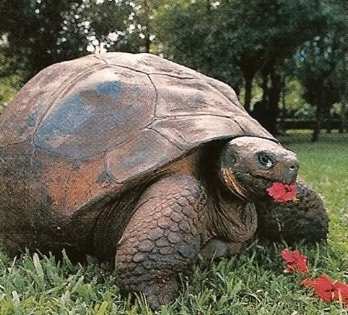 Những câu chuyện xung quanh cuộc đời kéo dài gần hai thế kỷ của cụ rùa Harriet truyền cảm hứng cho nhiều người. Một nhà văn người Hàn Quốc đã dựa trên hình ảnh của cụ rùa Harriet và sáng tạo nên một câu chuyện ngụ ngôn về tình yêu thương được đông đảo bạn đọc đón nhận.