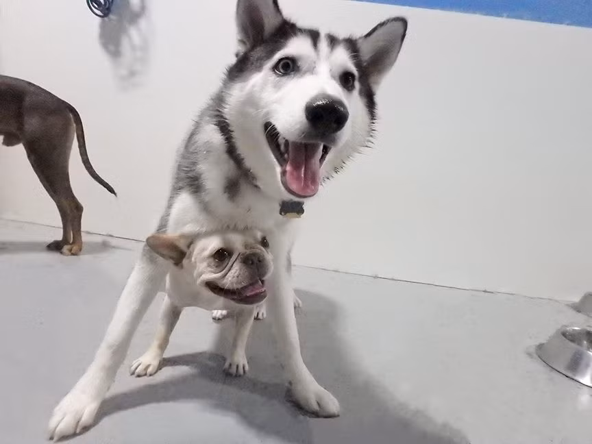 Thân thiện và hòa đồng, chú chó bulldog này rất được lòng các anh chị lớn.