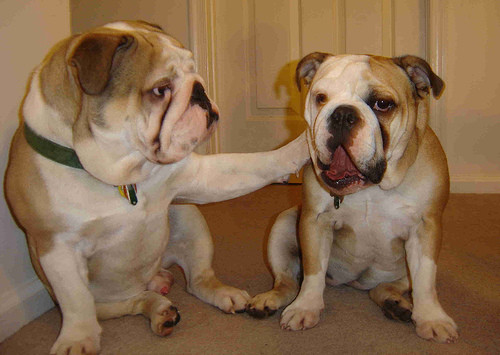 Khi chó bulldog an ủi bạn bè.