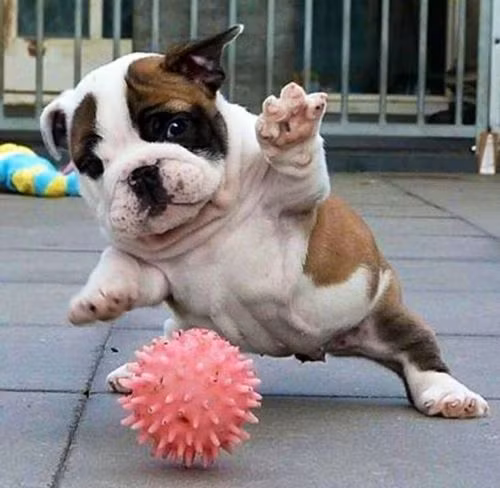 Bị ném quả bóng về phía mình, cô chó bulldog hoảng hốt nghiêng người tránh né.