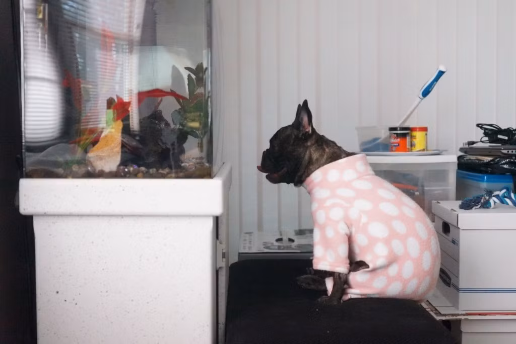 Phát hiện ra niềm yêu thích mới là ngắm cá cảnh, chú chó bulldog này dành cả cuối tuần chỉ để thư giãn đầu óc với bể cá.