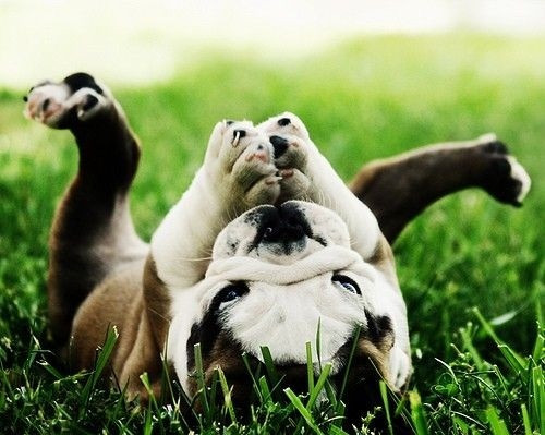 Ngửa mặt lên trời cầu nguyện, chú chó này hi vọng mình sẽ cao hơn, bảnh hơn.