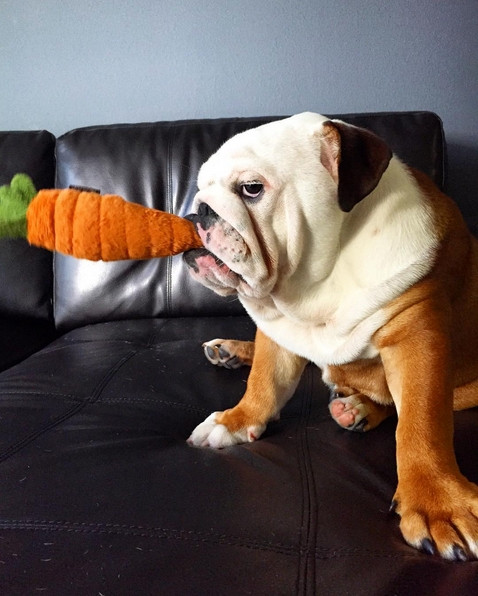 Khi bị bắt chụp ảnh với phụ kiện không thích, chó bulldog thái độ ra mặt.