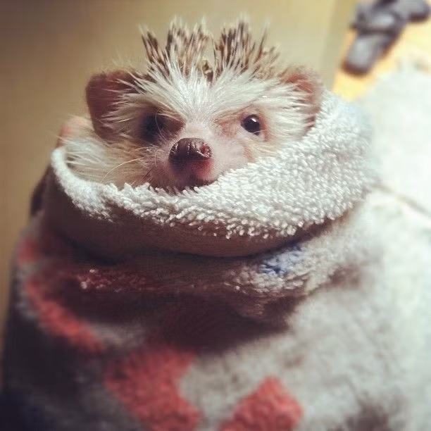 Không hài lòng với bộ giáp nhọn hoắt, nhím gai quấn thêm chiếc khăn giữ ấm.