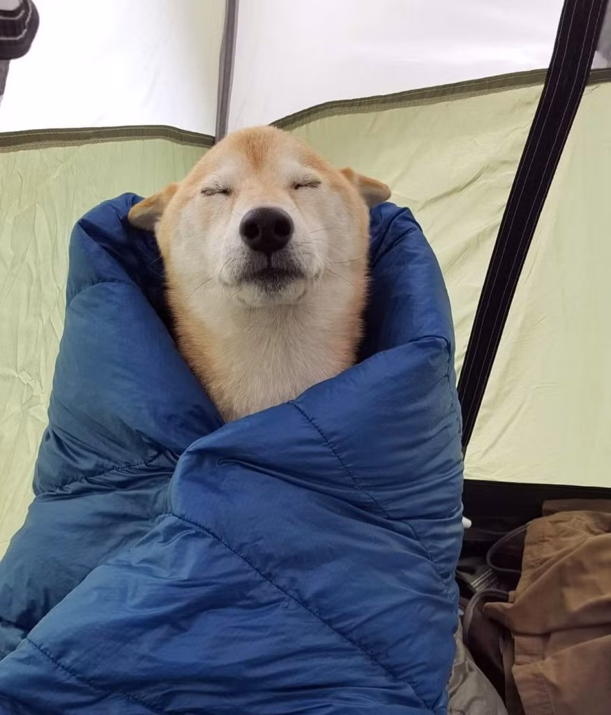 Nhờ có chiếc áo lông vũ siêu ấm, chú chó này vô cùng tự đắc đương đầu với cái lạnh.