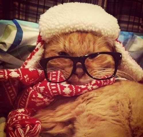 Chiêu chống rét của mèo khó tính chính là một chiếc mũ lông kèm khăn và kiên quyết không ra khỏi nhà.