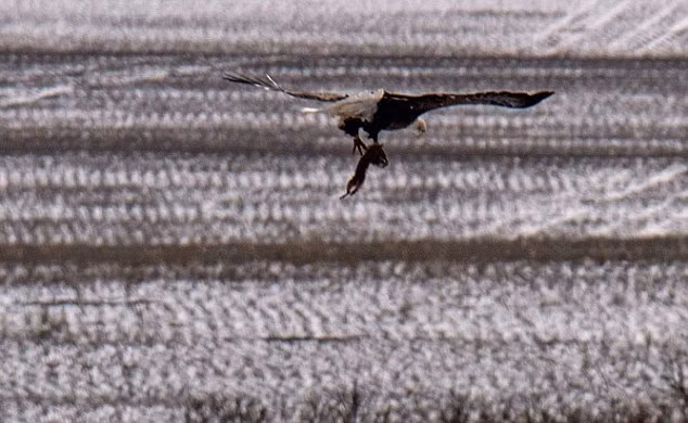 Khoảnh khắc khi đại bàng hói chộp bắt thành công con chó đồng cỏ rơi tự do.