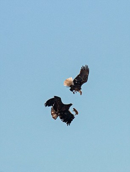 Con đại bàng trông thấy đồng loại là một con đại bàng hói có được miếng mồi ngon đã toan tính cướp mồi. Nó bay vụt đến và dùng tốc độ, sự dũng mãnh buộc con đại bàng hói phải thả con chó đồng cỏ tội nghiệp ra.