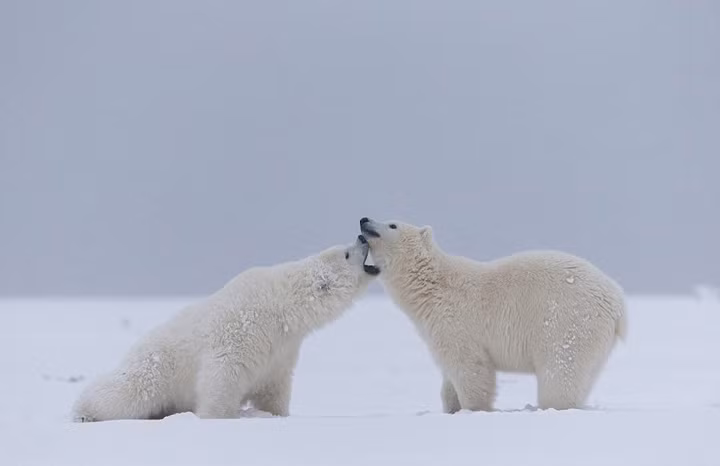 Trong môi trường thiên nhiên hoang dã, khoảng thời gian thơ ấu được mẹ chăm sóc, nuôi nấng sẽ là khoảng thời gian hạnh phúc, vui vẻ nhất của gấu Bắc cực.