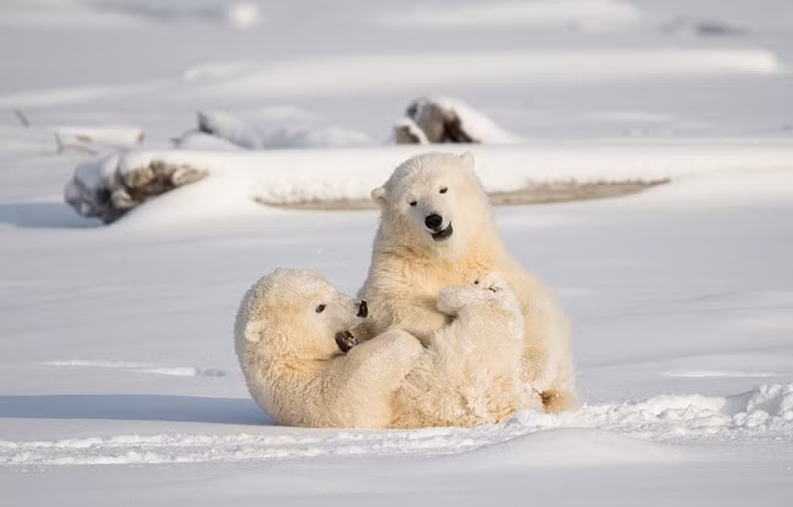 Sau khi đấu vật bất phân thắng bại, anh em gấu Bắc cực lại trêu ghẹo nhau, cù bụng, cù nách nhau cười vang.