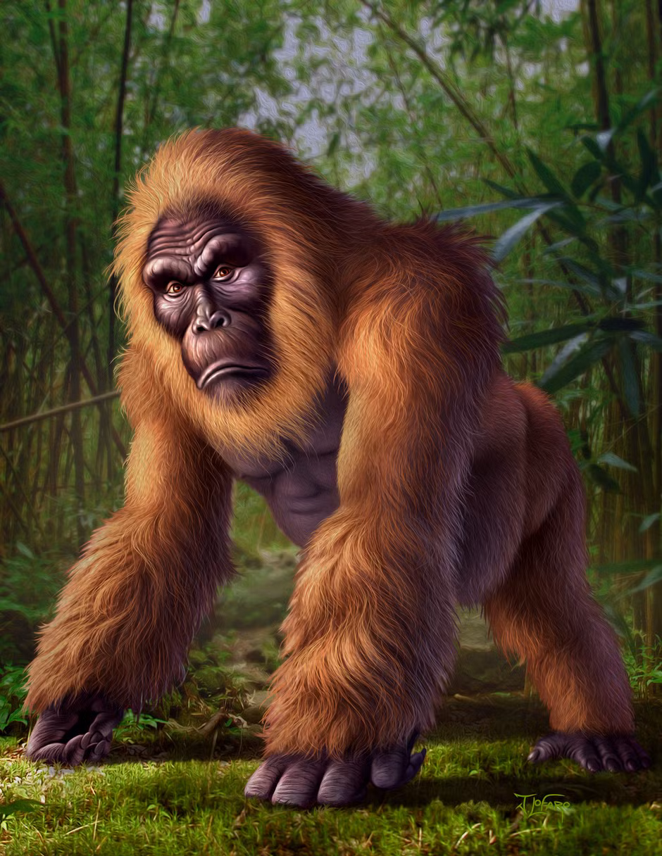Hiện nay, các nhà khoa học vẫn chưa rõ phương thức di chuyển của Gigantopithecus như thế nào, do vẫn chưa tìm thấy xương chậu hay xương chân của chúng.