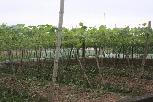 Mưa rét, su su phát triển chậm, quả không được to và đẹp. Giá bán vào dịp tết trung bình khoảng 10.000/kg.