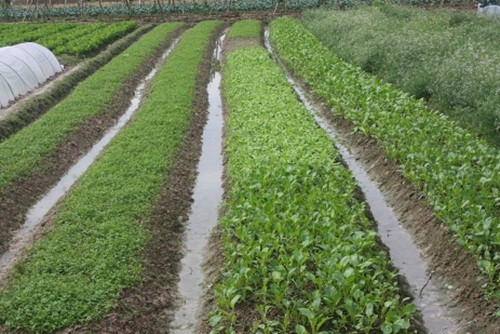 Mưa rét kéo dài khiến cây cải xanh phát triển chậm.