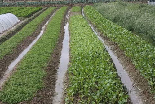 Mưa rét kéo dài khiến cây cải xanh phát triển chậm.