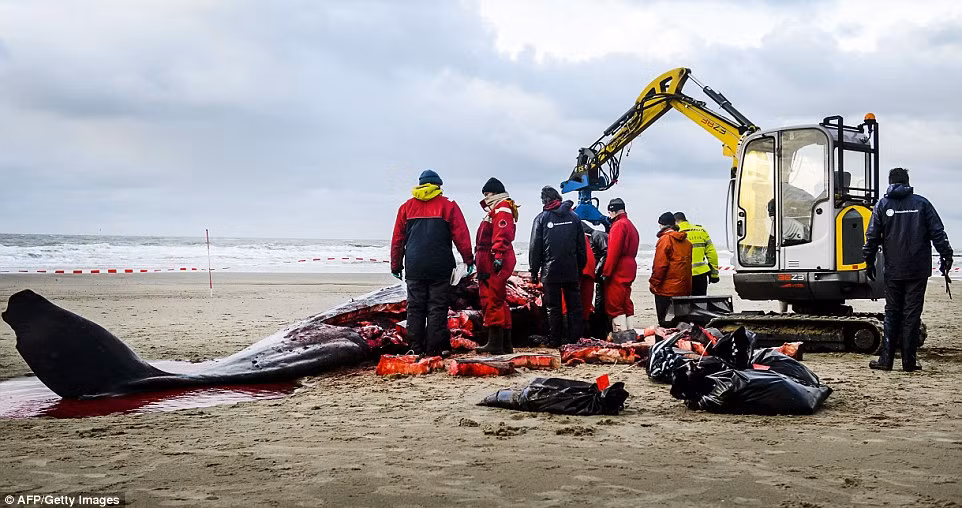 Chỉ sau một thời gian ngắn, 5 con cá nhà táng chết thảm ngay trên bãi biển. Tuy vậy, nguyên nhân cái chết của những con cá vẫn nằm trong vòng bí ẩn, các nhà nghiên cứu khá bối rối về sự việc.