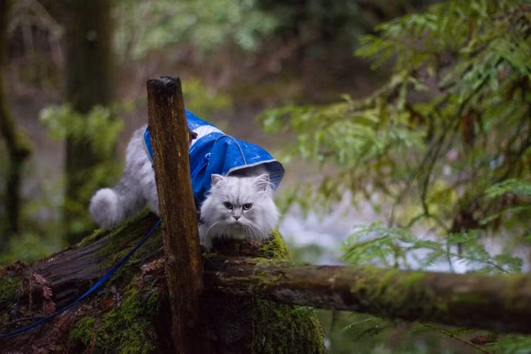 Gandalf trèo đèo lội suối, thám hiểm trong vườn quốc gia Redwoods.