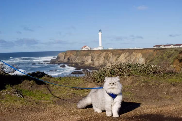 Mỏi mắt với những vùng đất và rừng rậm, chú mèo đáng yêu này lại cùng chủ phượt đến bờ biển, thả dáng bên cạnh ngọn hải đăng Point Arena, California.