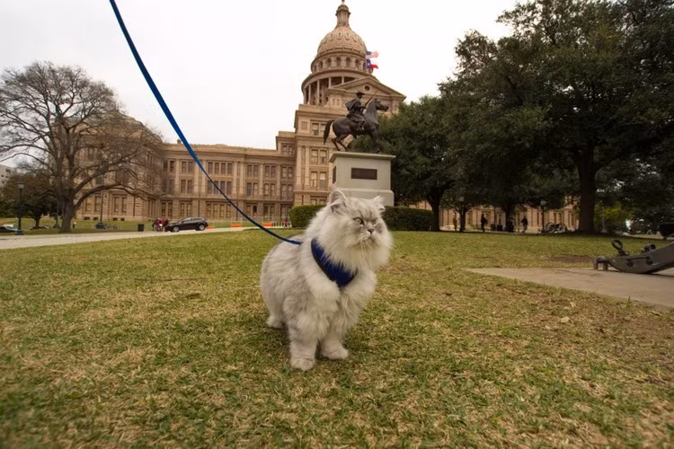 Gandalf thưởng lãm quang cảnh tại Texas.