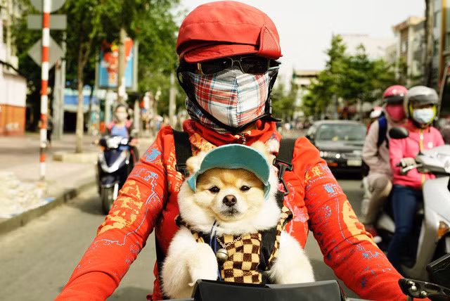 Thú cưng cũng cần được chống nắng.