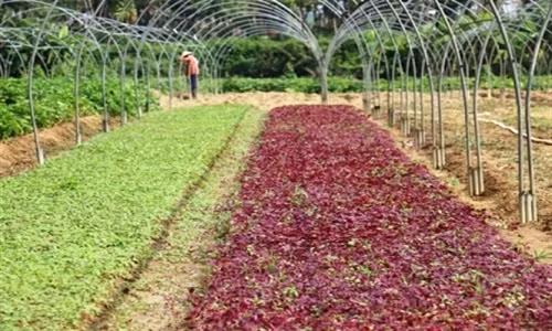 Ve lang rau sach La Huong xem nong dan buoc da uon muop thang tap-Hinh-3