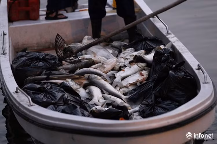 Đúng ngày này năm ngoái (8/6/2016), cá chết trắng mặt hồ Hoàng Cầu cũng xảy ra. Ngay trong đêm đó, hàng chục tấn cá đã được chuyển lên Trung tâm Xử lý rác thải Nam Sơn để tiến hành tiêu huỷ. Theo lực lượng chức năng, hiện tượng cá chết có thể do bị sốc nhiệt. Ảnh: Infonet.