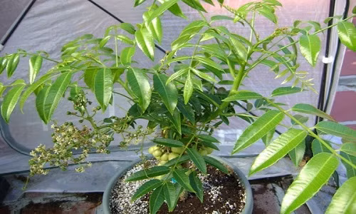 Nha pho dat chat, van co cach trong coc Thai triu qua-Hinh-3