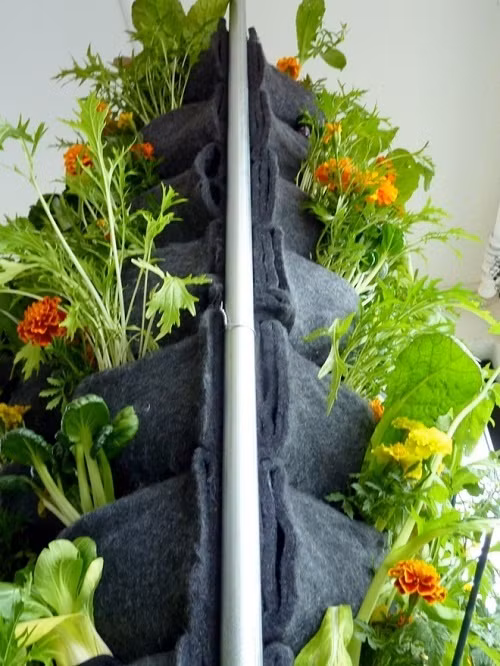 Nha chat vuon nho, nhat dinh phai xem cach trong rau nay-Hinh-7